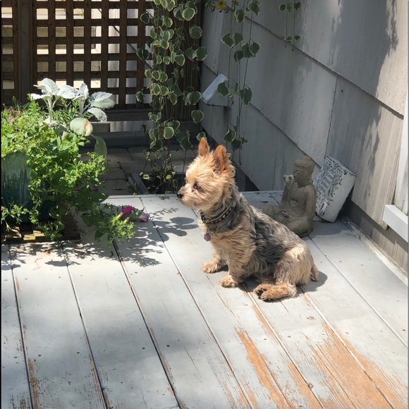 Meet your Posher, Carla - Picture 1 of 1